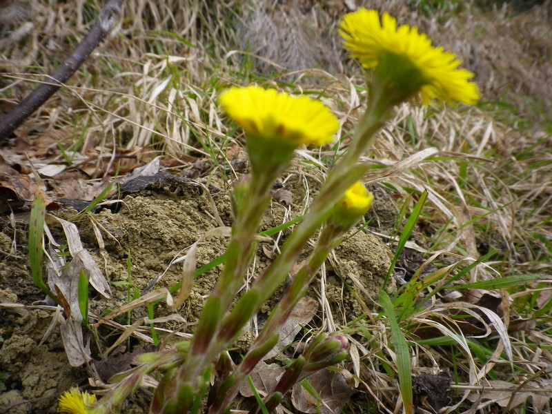 Tussilago farfara / Tossilaggine